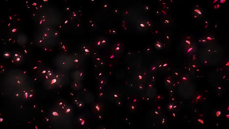Rosenblätter-Schweben-Und-Fallende-Animation-Auf-Schwarzem-Hintergrund